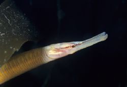 Snake pipefish, Cornwall. 60mm. by Derek Haslam 